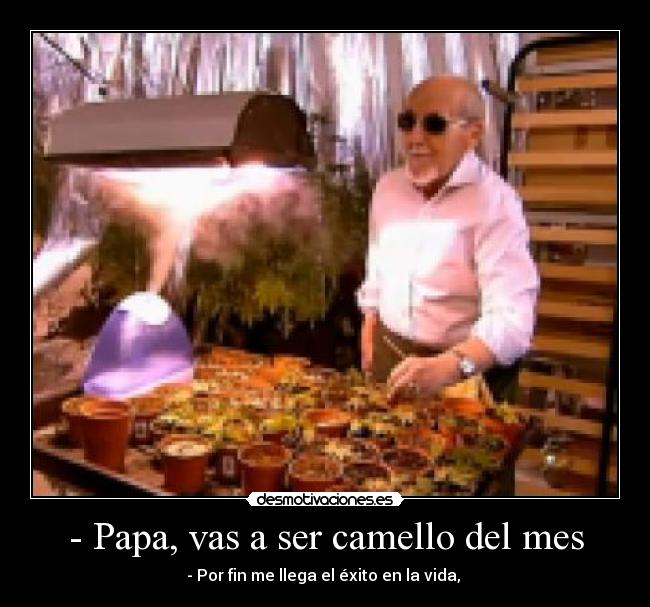 - Papa, vas a ser camello del mes - - Por fin me llega el éxito en la vida,