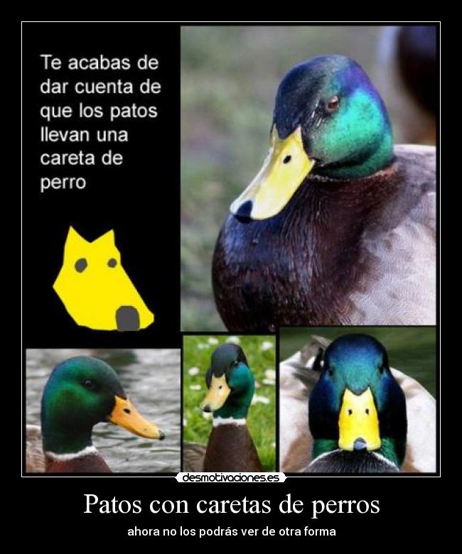Patos con caretas de perros - ahora no los podrás ver de otra forma