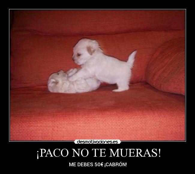 carteles perros desmotivaciones