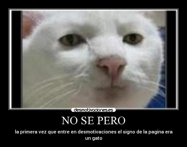 NO SE PERO - la primera vez que entre en desmotivaciones el signo de la pagina era un gato