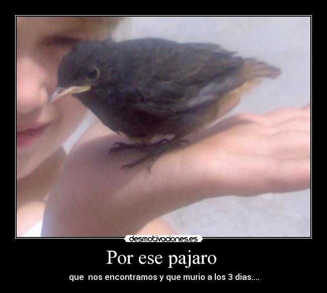 Por ese pajaro  - que  nos encontramos y que murio a los 3 dias....
