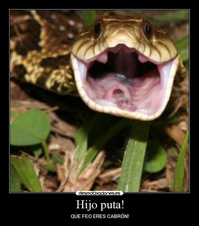 Hijo puta! - 