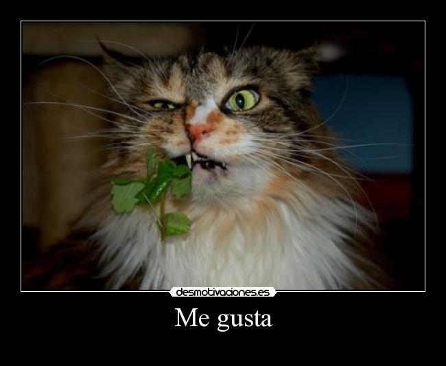 Me gusta -