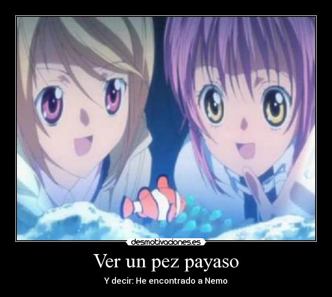 Ver un pez payaso - Y decir: He encontrado a Nemo