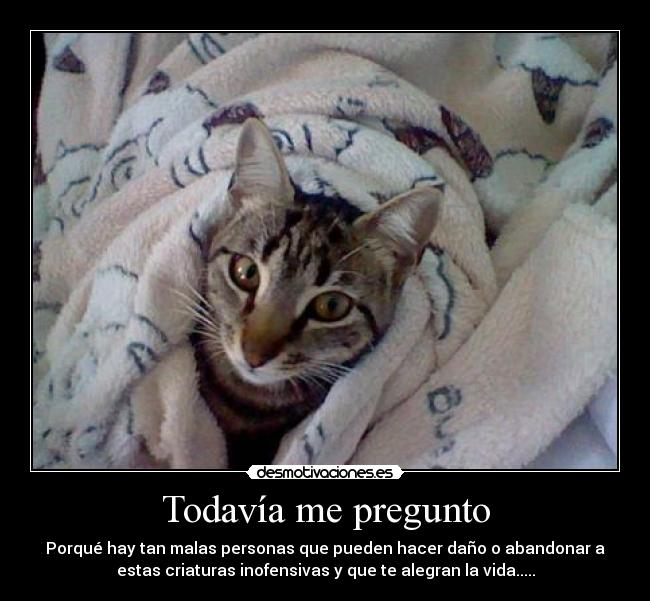 Todavía me pregunto -