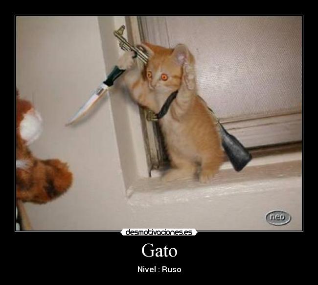 Gato - Nivel : Ruso