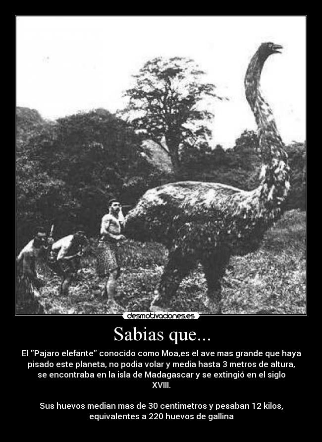 Sabias que... -