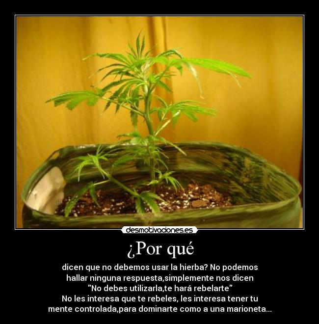 ¿Por qué - dicen que no debemos usar la hierba? No podemos
hallar ninguna respuesta,simplemente nos dicen
No debes utilizarla,te hará rebelarte
No les interesa que te rebeles, les interesa tener tu
mente controlada,para dominarte como a una marioneta...
