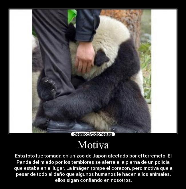 Motiva - Esta foto fue tomada en un zoo de Japon afectado por el terremeto. El
Panda del miedo por los temblores se aferra a la pierna de un policia
que estaba en el lugar. La imágen rompe el corazon, pero motiva que a
pesar de todo el daño que algunos humanos le hacen a los animales,
ellos sigan confiando en nosotros.