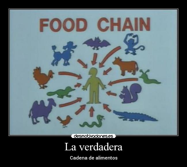 La verdadera - Cadena de alimentos