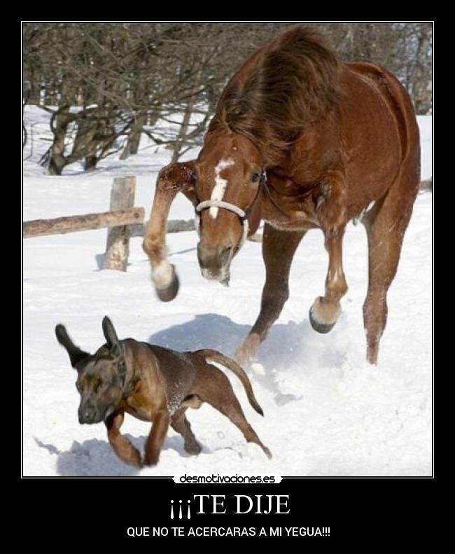 ¡¡¡TE DIJE - QUE NO TE ACERCARAS A MI YEGUA!!!