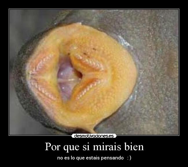 Por que si mirais bien -