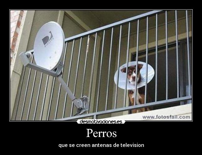 Perros - 