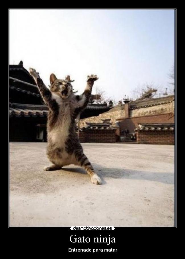 Gato ninja - 