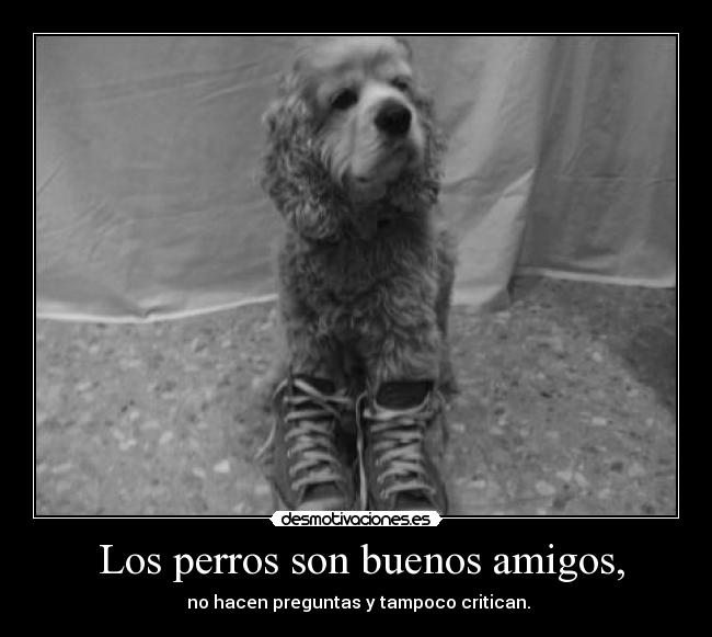  Los perros son buenos amigos, - 