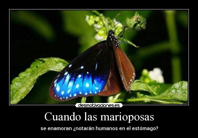 Cuando las marioposas - se enamoran ¿notarán humanos en el estómago?