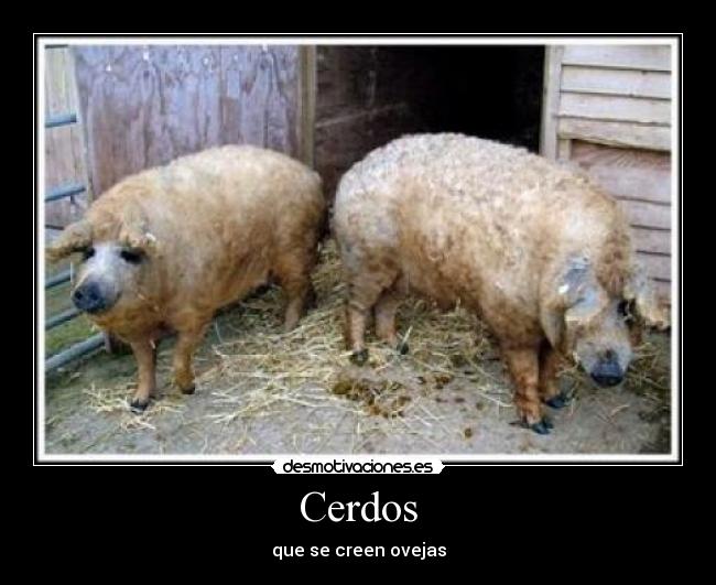 Cerdos - que se creen ovejas