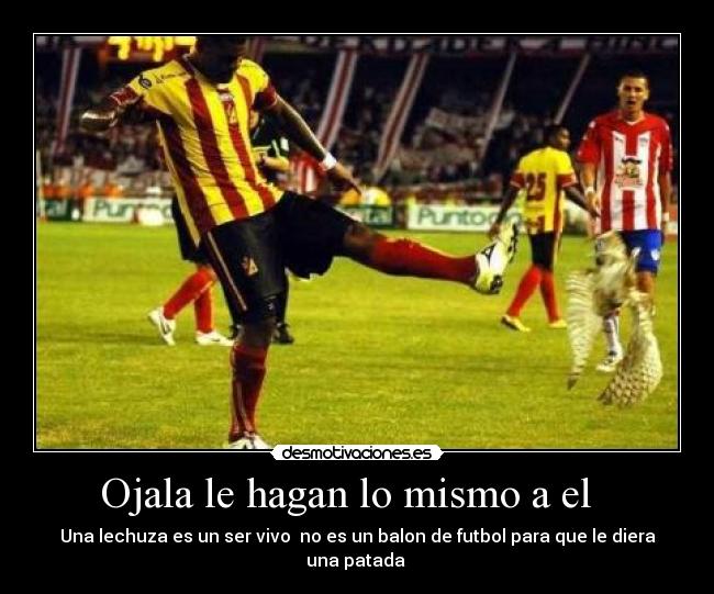 Ojala le hagan lo mismo a el - Una lechuza es un ser vivo no es un balon de futbol para que le diera una patada
