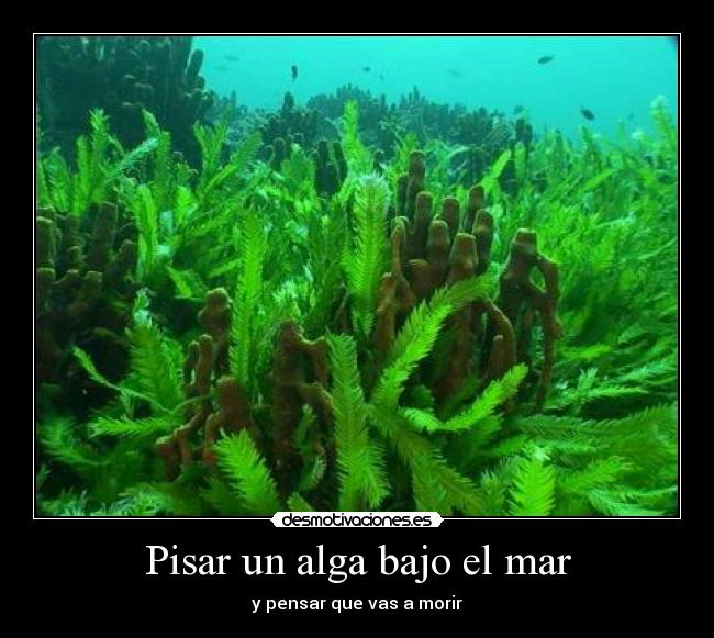 Pisar un alga bajo el mar - 