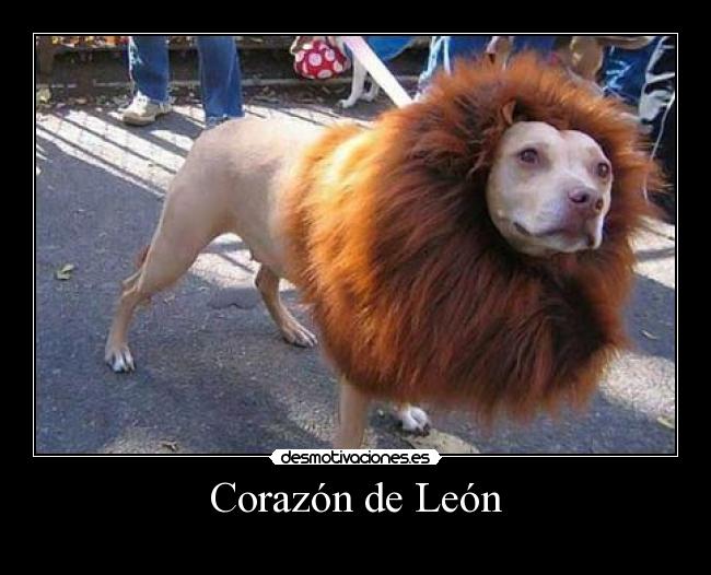 carteles corazon pit bull corazon leon desmotivaciones