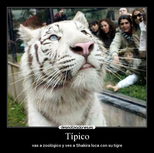 Típico - vas a zoológico y ves a Shakira loca con su tigre