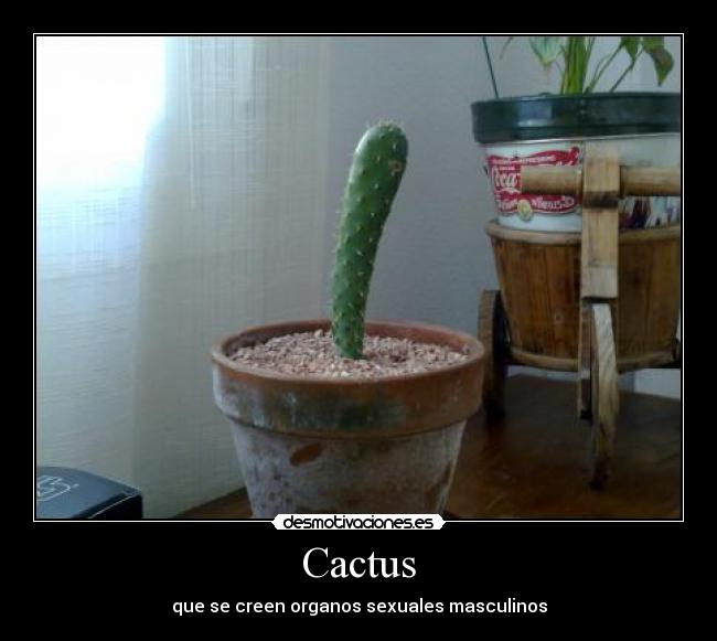 Cactus -