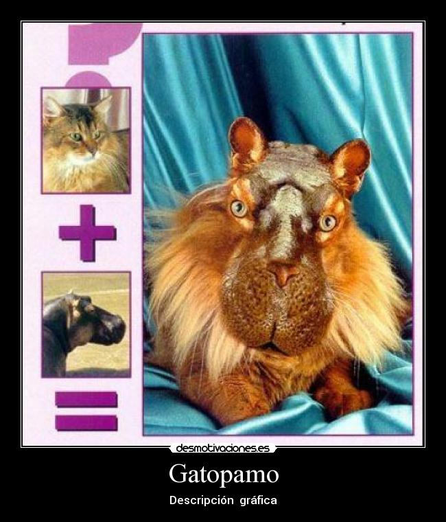 Gatopamo - 