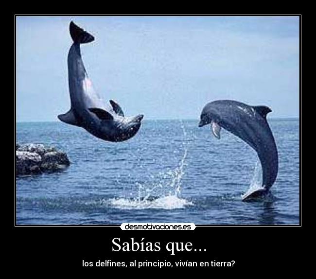 Sabías que... - los delfines, al principio, vivían en tierra?