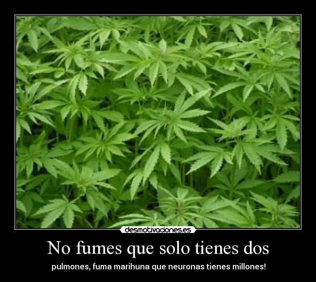 No fumes que solo tienes dos - pulmones, fuma marihuna que neuronas tienes millones!