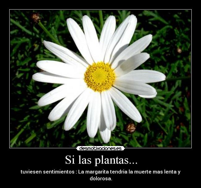 Si las plantas... - tuviesen sentimientos : La margarita tendria la muerte mas lenta y dolorosa.