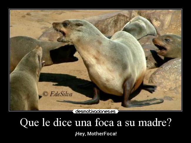 Que le dice una foca a su madre? -