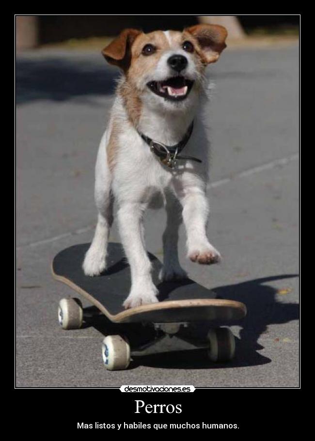 Perros -