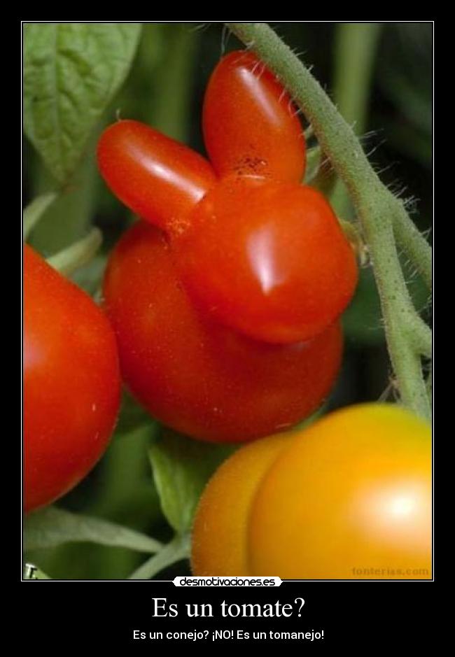Es un tomate? -