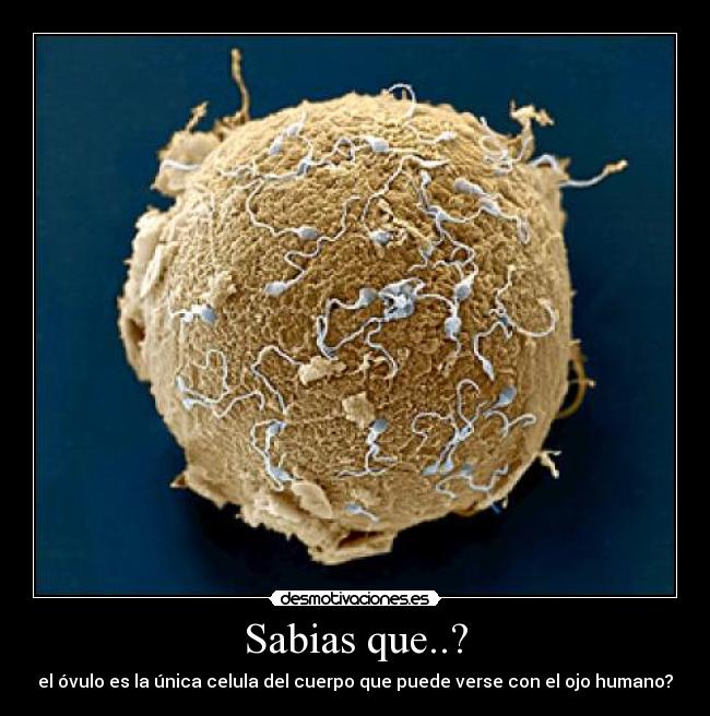 Sabias que..? - el óvulo es la única celula del cuerpo que puede verse con el ojo humano?