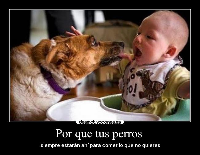 Por que tus perros - siempre estarán ahí para comer lo que no quieres