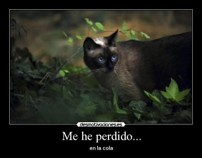 Me he perdido... - 
