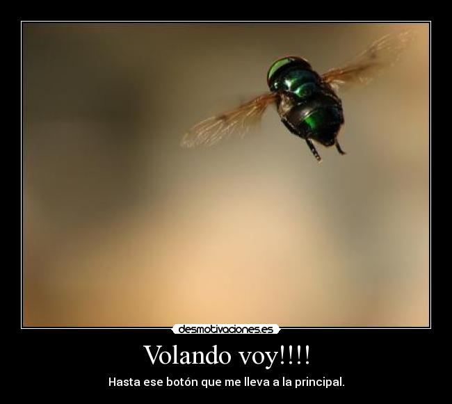 Volando voy!!!! -