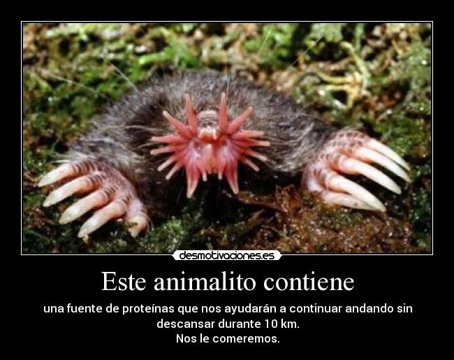 Este animalito contiene - una fuente de proteínas que nos ayudarán a continuar andando sin
descansar durante 10 km.
Nos le comeremos.