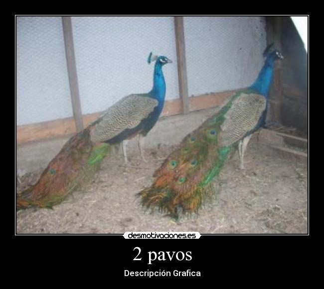 2 pavos - 