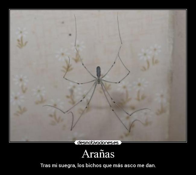 Arañas -