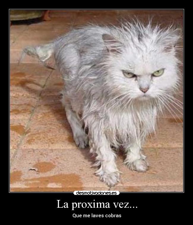 La proxima vez... - Que me laves cobras