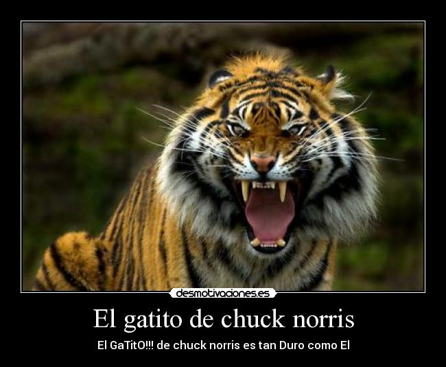 El gatito de chuck norris - El GaTitO!!! de chuck norris es tan Duro como El