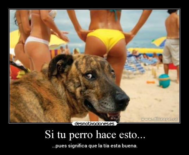 Si tu perro hace esto... -