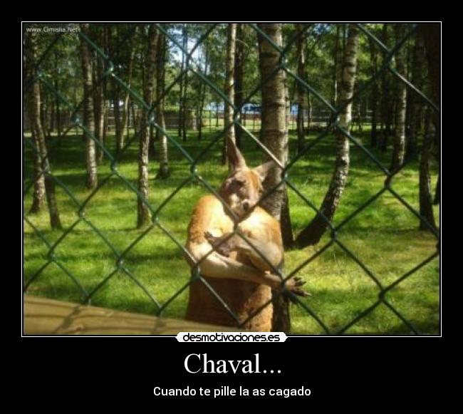 carteles kanguros desmotivaciones