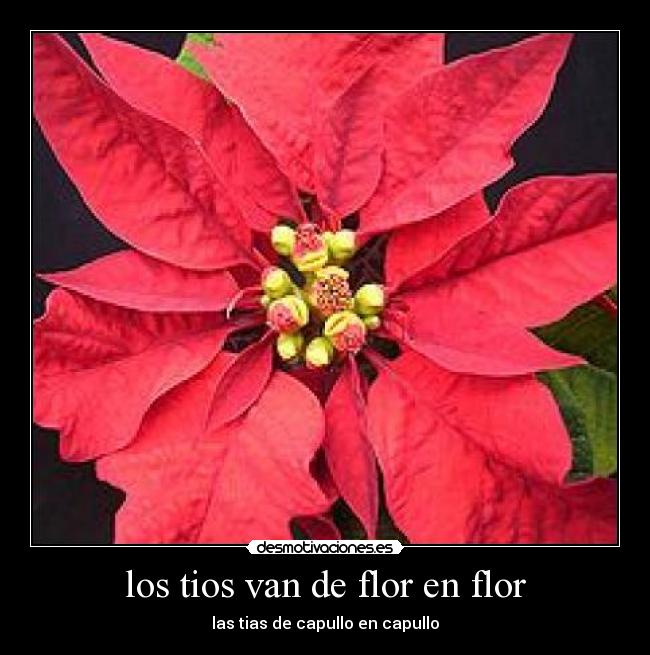 los tios van de flor en flor -