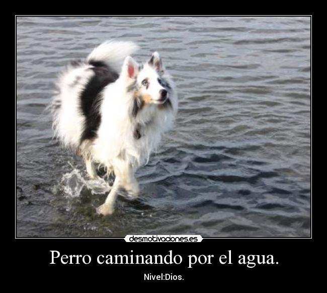 carteles aguaperrocaminando desmotivaciones