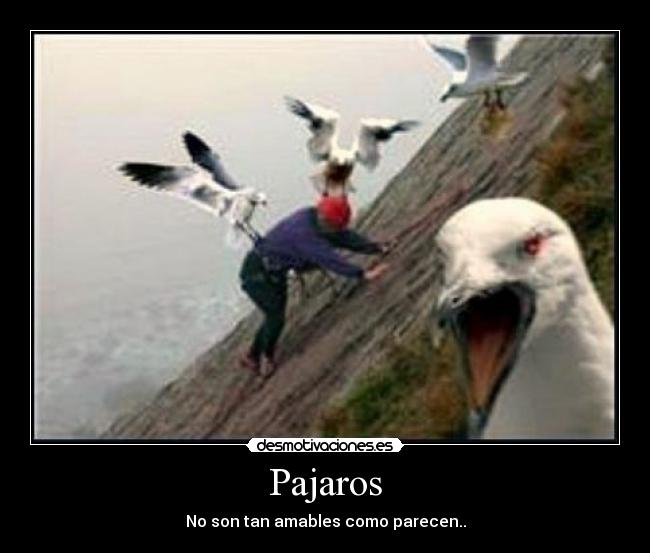 Pajaros -