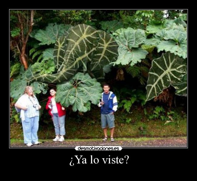 ¿Ya lo viste? -