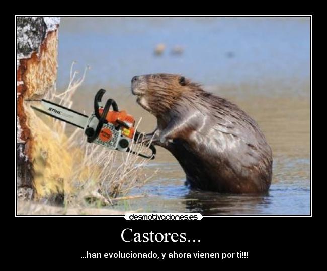 Castores...  - 