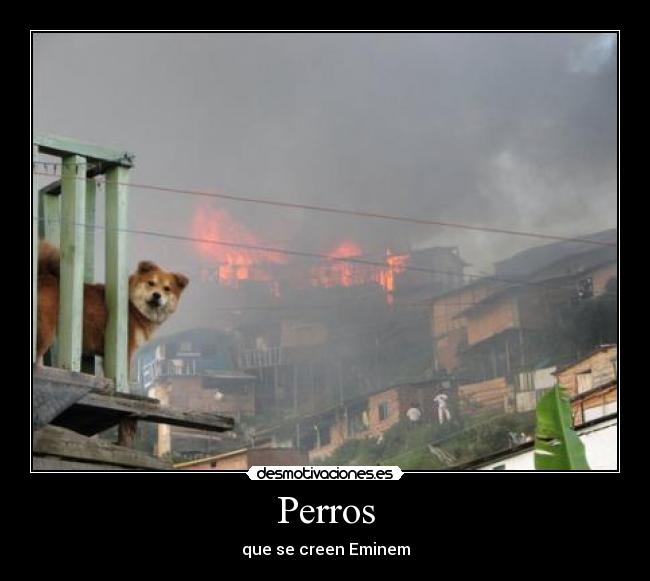 Perros - 